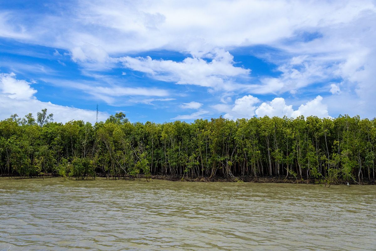 Dense Mangrove Forest of the Sundarban Tiger Reserve during High Tide, West Bengal, India 03